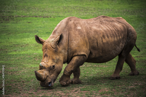 brown rhinoceros grazing