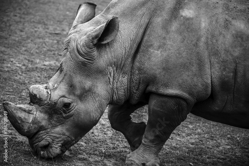 b&w portrait of a rhinoceros grazing