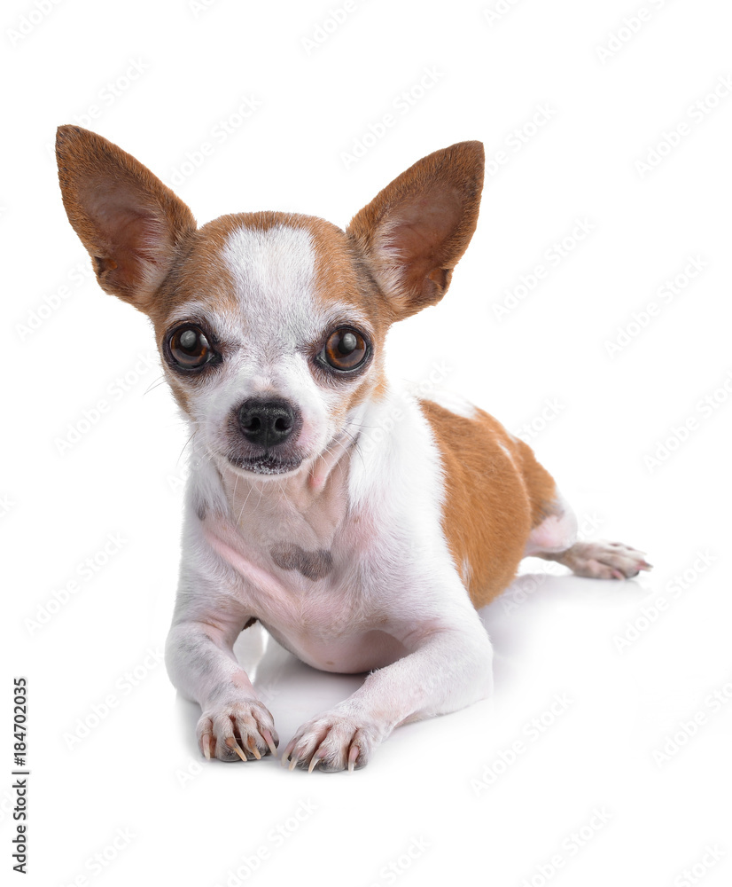 Short coat chihuahua on a white background