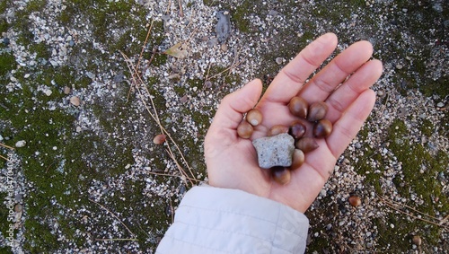 ドングリと石あつめた