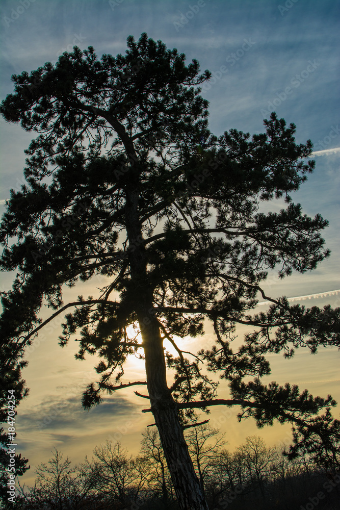 Silhouette of trees against sun at winter sunset, Slovakia forest, Europe