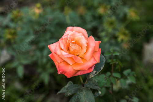 Peach Rose at Garden