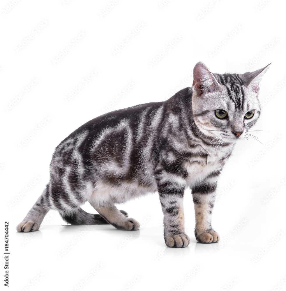 American Shorthair cat on white