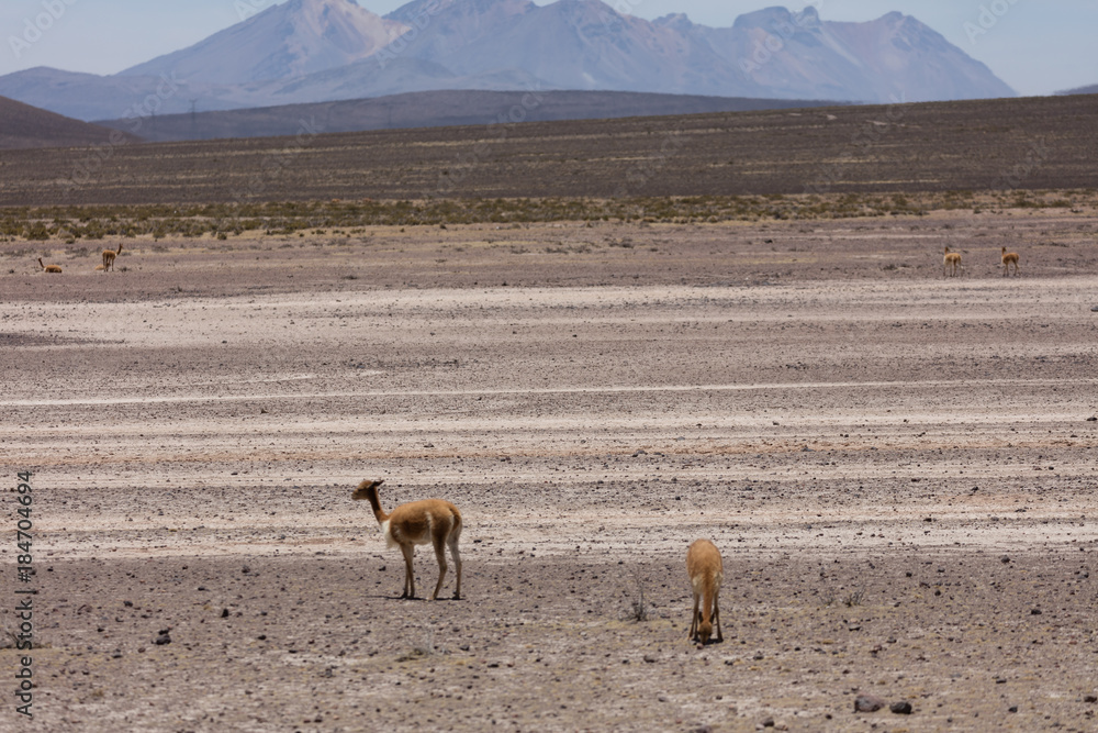 lama Vikunja (Vicugna vicugna)