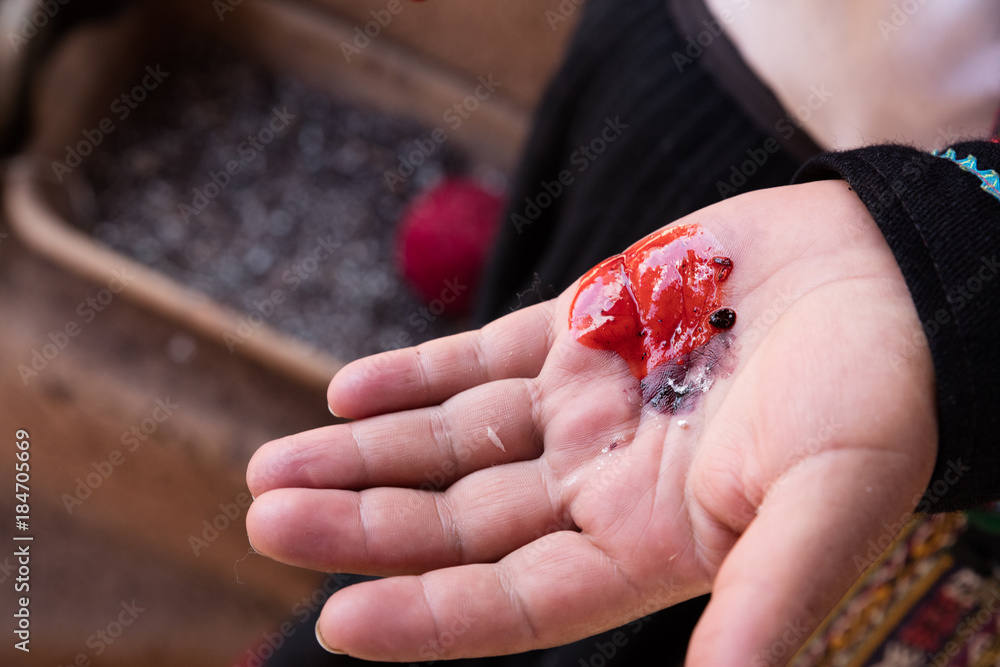 Obraz premium Cottony Cushion Scale