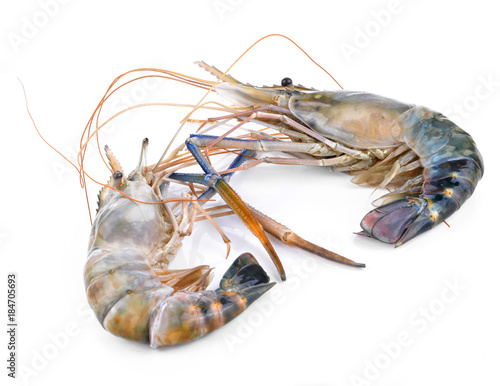 fresh shrimp from the farm for cooking on white background