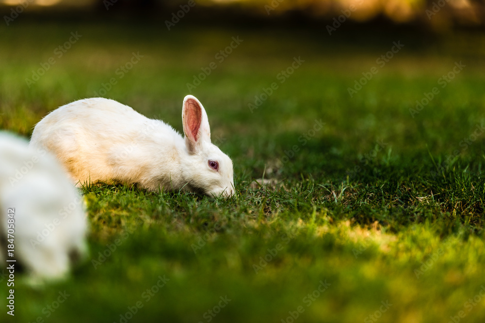 White Bunny eating grass White Bunny eating grass