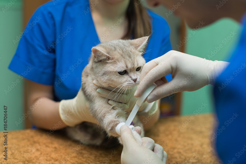 Veterinary placing a catheter via a cat in the clinic Veterinary placing a catheter via a cat in the clinic