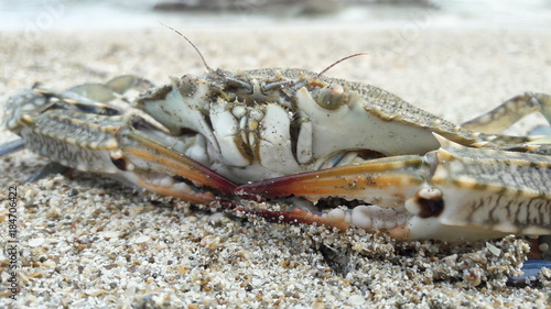 wild crab on the beach