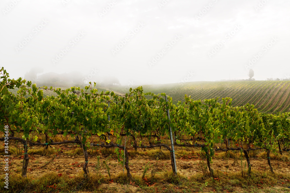 Fototapeta premium vineyards of Tuscany n autumn fog, Italy