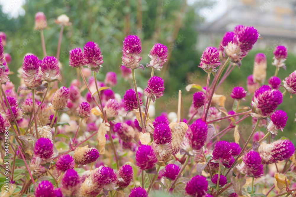 Obraz premium Gouffrene spherophilic. A lot of dry violet flowers grows on a flowerbed in the autumn.