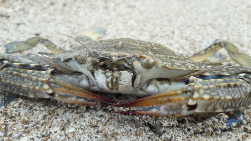 wild crab on the beach