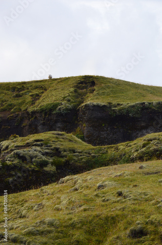 Una pecora in cresta