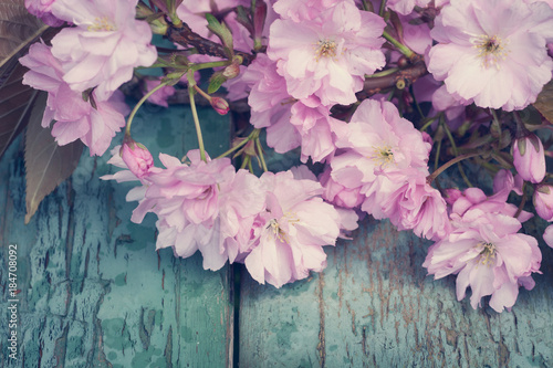 Fototapeta Naklejka Na Ścianę i Meble -  Rustic style Spring background with pink Japanese cherry blossom close up