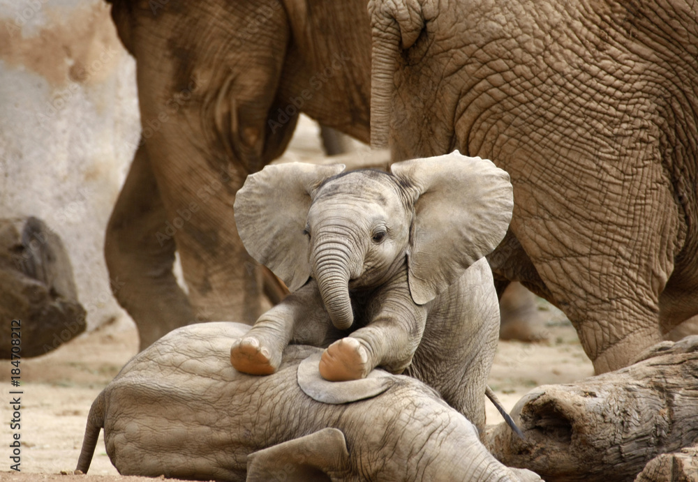 Photo Baby Elephants Playing