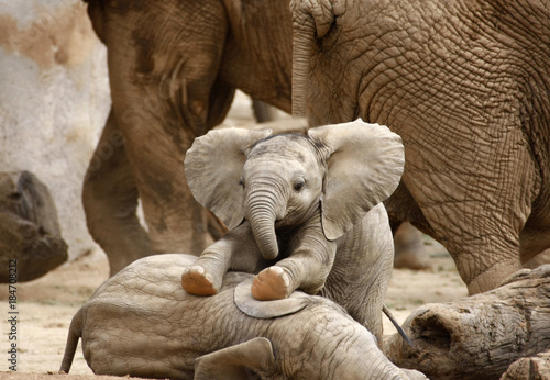 Photo Baby Elephants Playing