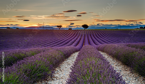 Sunset in the Lavender field of Valensole