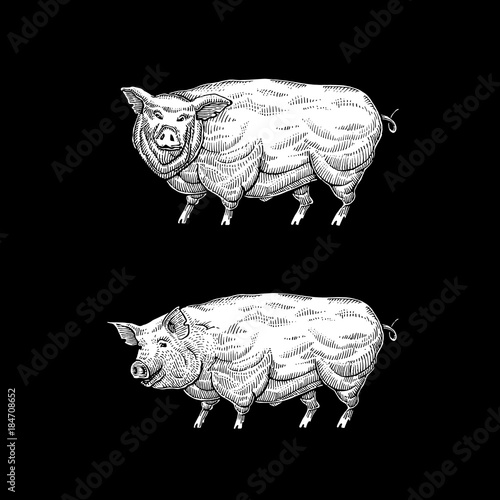 Happy pork in the form of engraving on label with a text stamp, and lettering calligraphy.