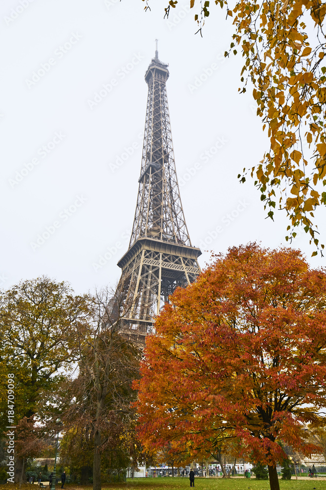 Arbre en automne dans le champs de mars avec tour eiffel, Paris