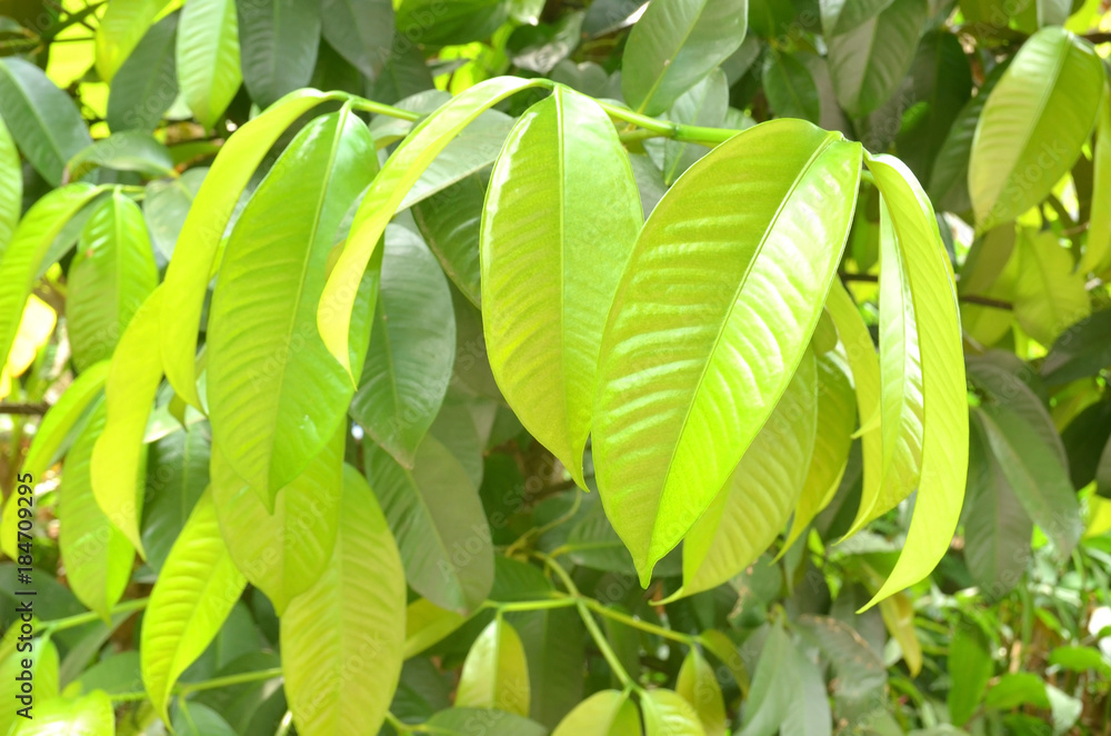 Mangosteen leaves are broken in natural. Mangosteen leaves are broken in natural.