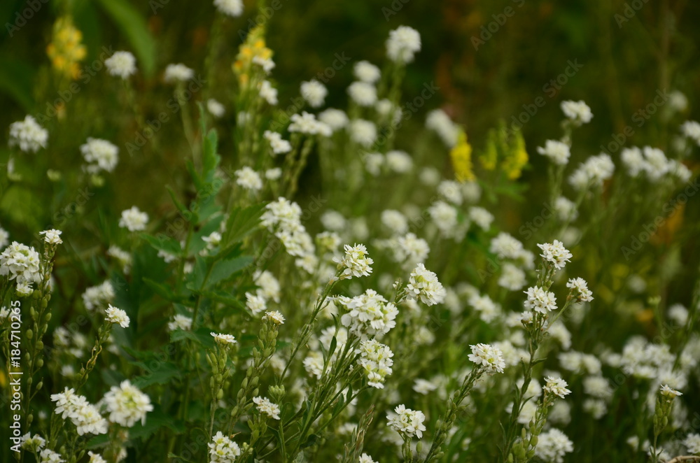 Obraz premium flowers