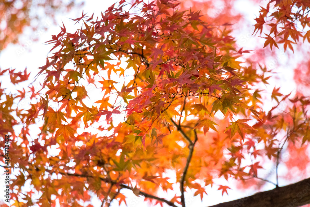 Autumn leaves of Higo Hosokawa garden / Higo-Hosokawa Garden is a park in Bunkyo Ward, Mejirodai, Bunkyo-ku, Tokyo. Autumn leaves of Higo Hosokawa garden / Higo-Hosokawa Garden is a park in Bunkyo Ward, Mejirodai, Bunkyo-ku, Tokyo.