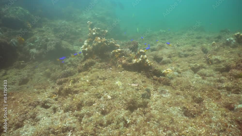 Fish and coral reef. Wonderful and beautiful underwater world with corals and tropical fish. Hard and soft corals. Diving and snorkeling in the tropical sea. Travel concept. 4K video. Fish and coral reef. Wonderful and beautiful underwater world with corals and tropical fish. Hard and soft corals. Diving and snorkeling in the tropical sea. Travel concept. 4K video.
