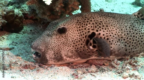 Toothy giant puffer fish Arothron stellatus underwater of Shaab Sharm. Tetraodontidae of Red sea in Egypt. photo