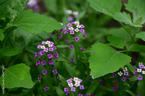 Wallpaper Mural flowers Torontodigital.ca