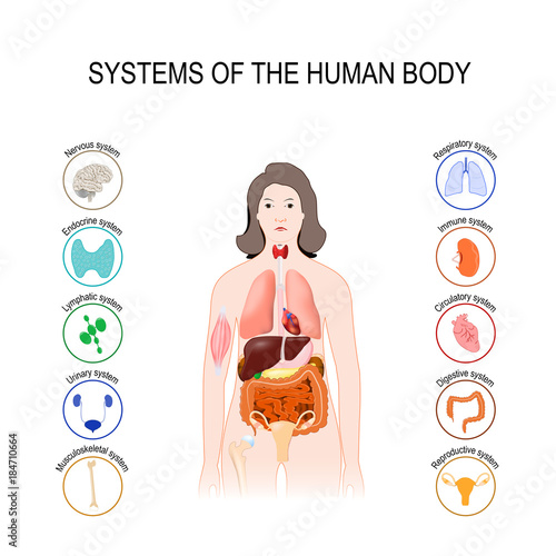 systems of the human body. set icons