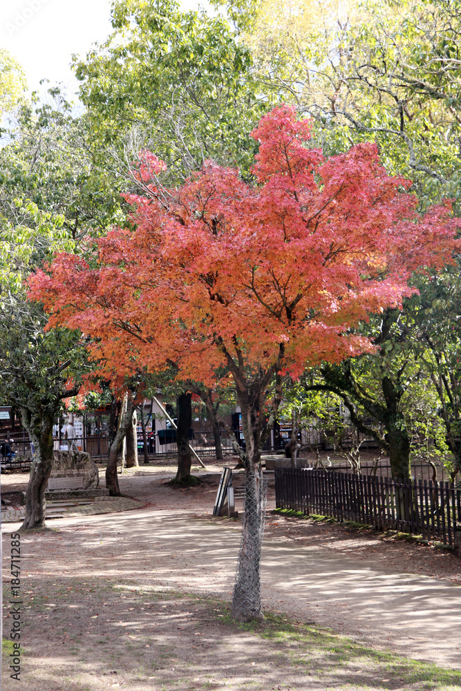 Naklejka premium Full red Japanese Leaf on the tree with green tree background in the garden. The leaves change color from green to yellow and red in autumn.