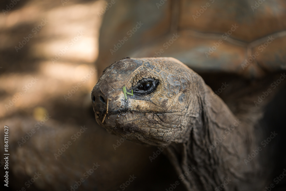 Huge turtle closeup looking at the camera. Huge turtle closeup looking at the camera.