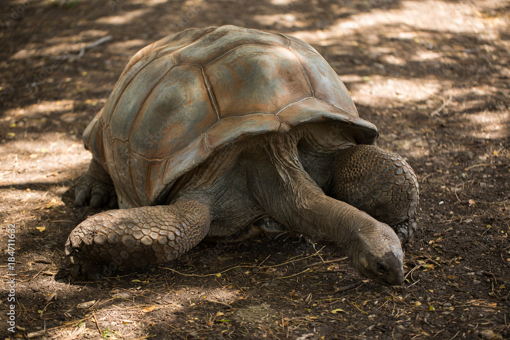 Obraz premium Giant tortoise in Mauritius.