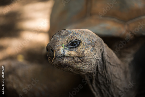 Huge turtle closeup looking at the camera. © Artem Zakharov
