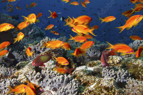 Fototapeta Naklejka Na Ścianę i Meble -  Colorful Scalefin Anthias or sea goldie