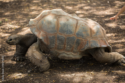 Giant tortoise in Mauritius.