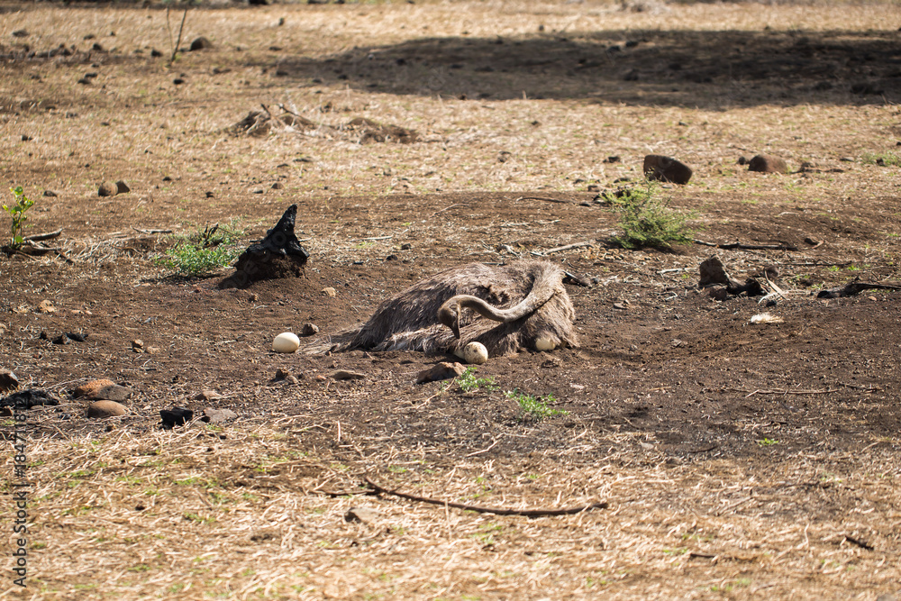 Ostrich incubates the eggs in the wild. Mauritius. Ostrich incubates the eggs in the wild. Mauritius.