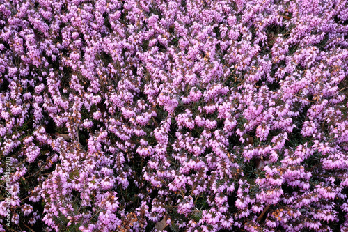 closeup of winter flowering heather blossoms (erica carnea)