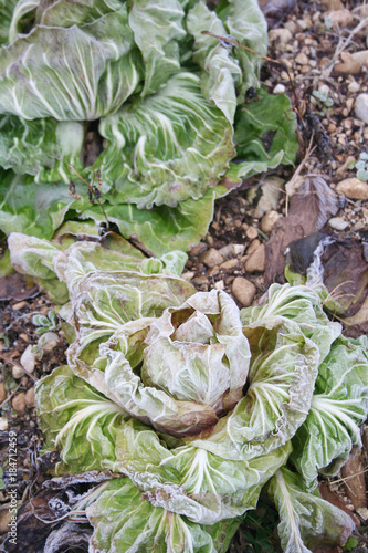 Salad plants in the vegetable garden covered by frost. Italian Radicchio cultivation in winter
