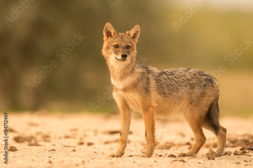 European Golden Jackal