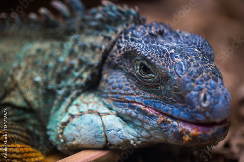 The blue iguana