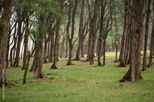 Forest on the cliff of Gris Gris, Mauritius.