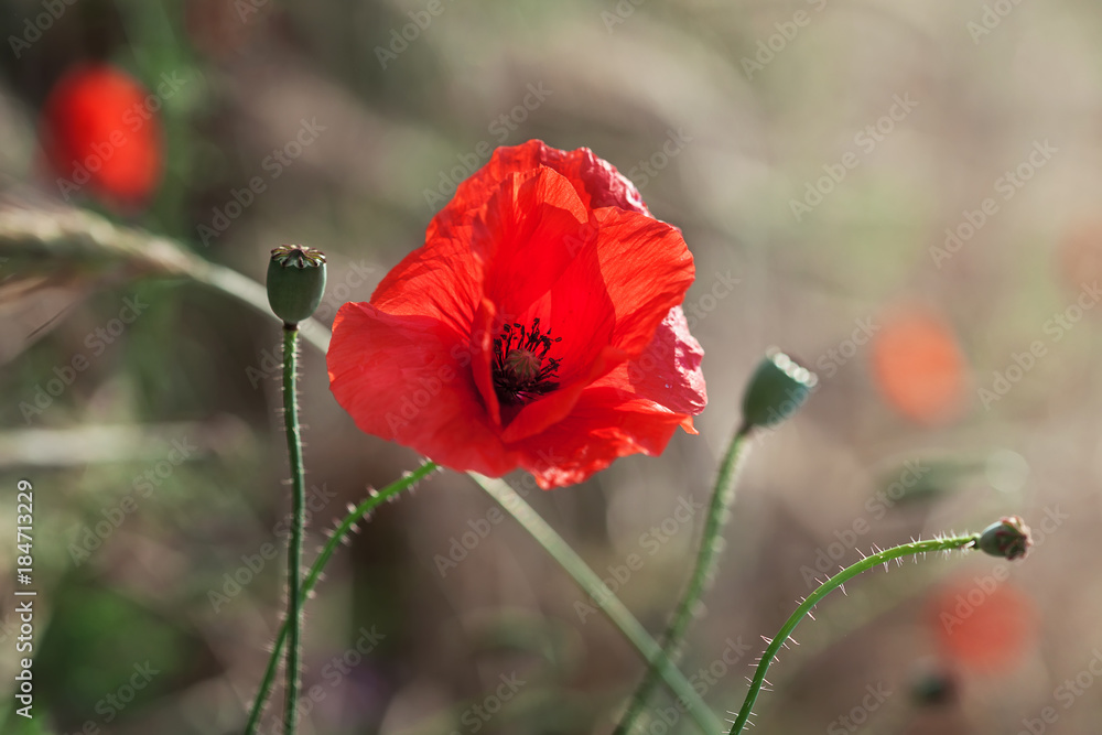 Obraz premium Цветущий красный мак.