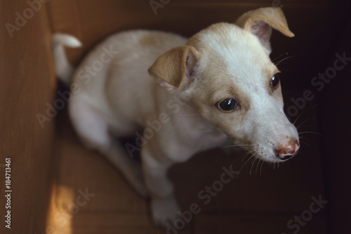 Cute Puppy in a box 