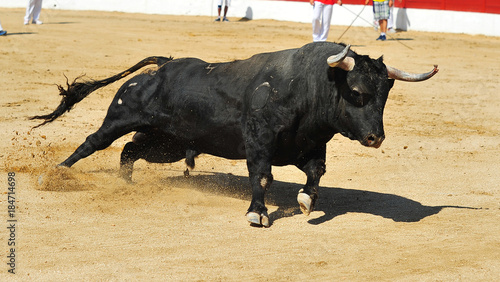 bull in spain