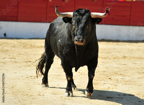 bull in spain