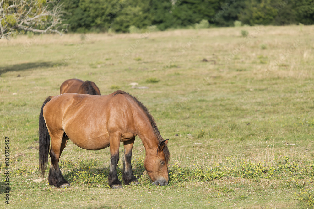 Horses grazing in summer in Navarra. Horses grazing in summer in Navarra.