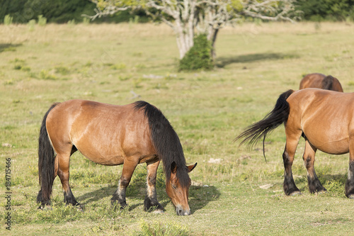 Horses grazing in summer in Navarra.