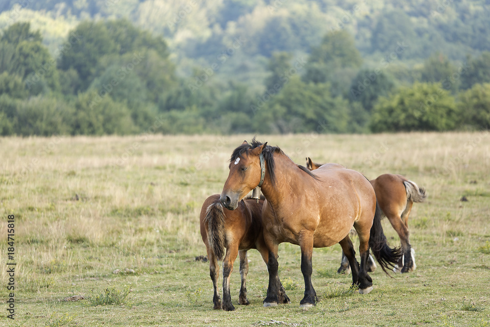 Fototapeta premium Horses grazing in summer in Navarra.