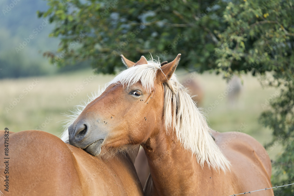 Obraz premium Horses photographed closely